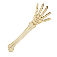 Boland Skeletarm (46 cm)