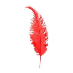 Veer struisvogel spadonis oranjerood 50cm