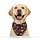 Halloween sjaal pompoen hond