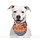 Halloween sjaal Happy Halloween hond