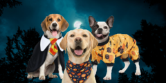 Halloween kleding hond