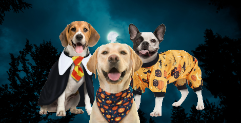Halloween kleding hond
