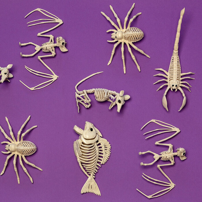 Skelet hond 50 x 15 x 17cm