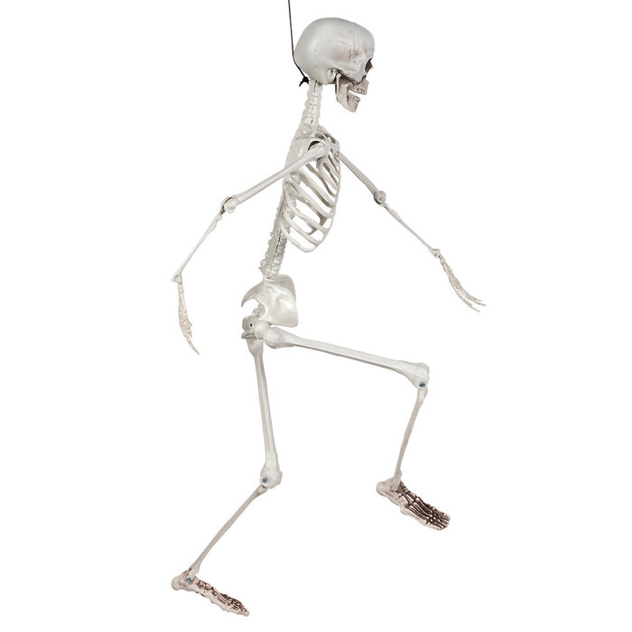 Skelet beweegbaar 91cm