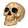 Schedel met beweegbare kaak Halloween goud