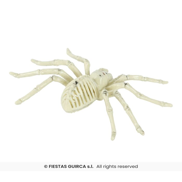 Spinnen skelet 24 cm