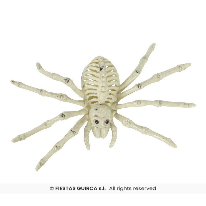 Spinnen skelet 24 cm