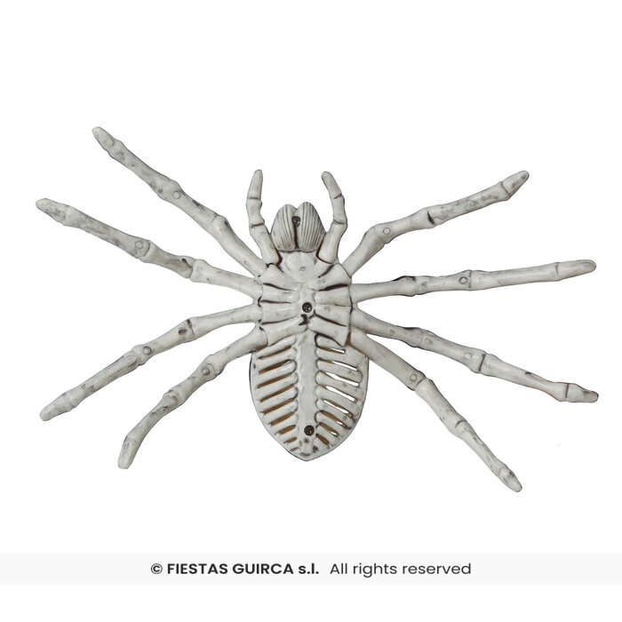 Spinnen skelet 24 cm