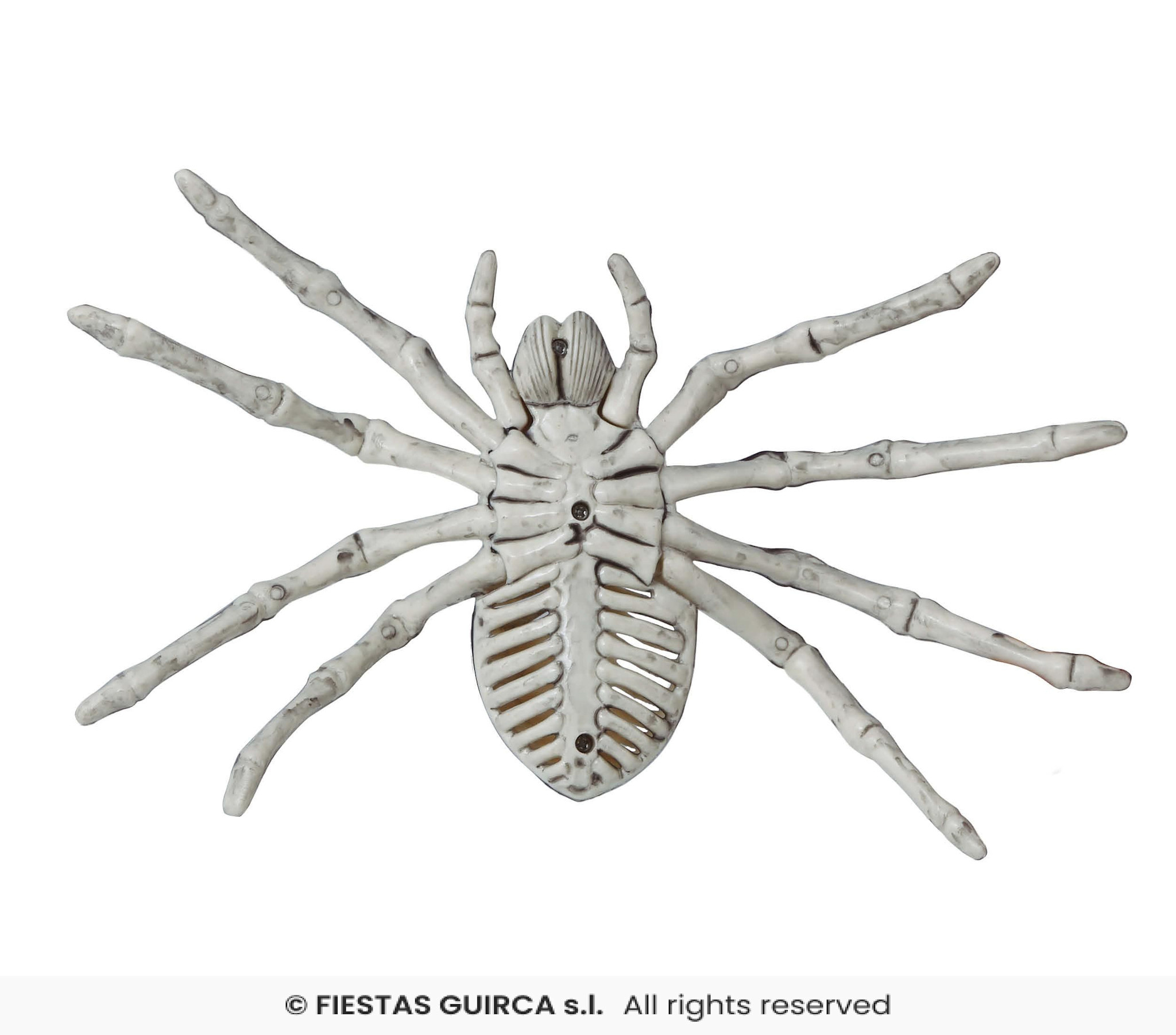 Spinnen skelet 24 cm