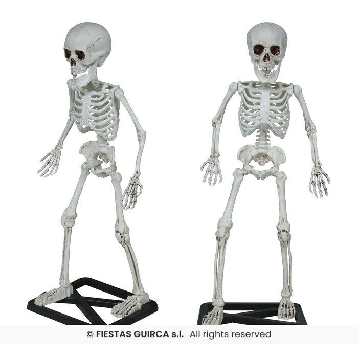 Skelet staand 55 cm