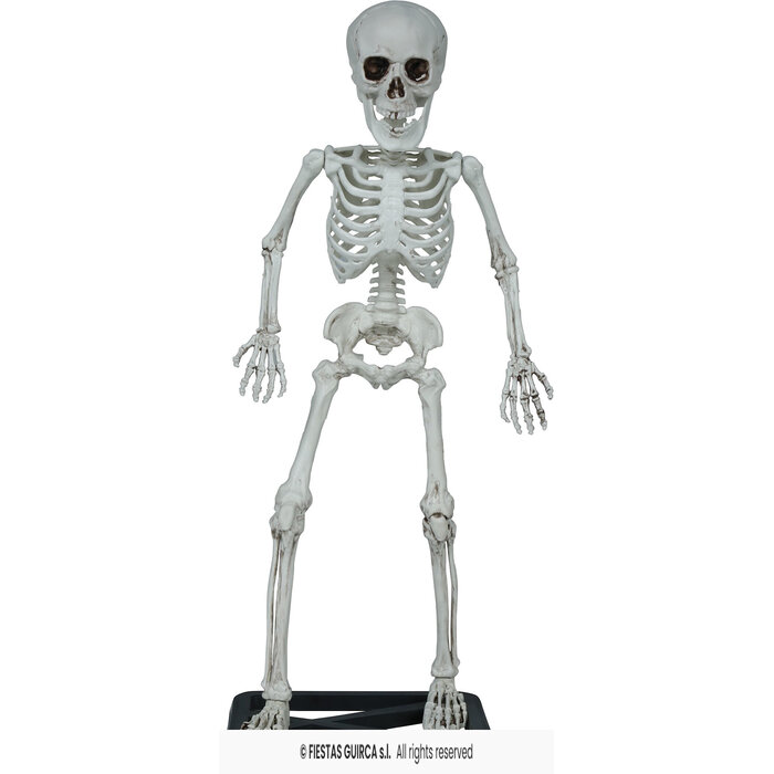 Skelet staand 55 cm