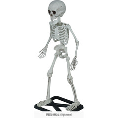 Skelet staand 55 cm