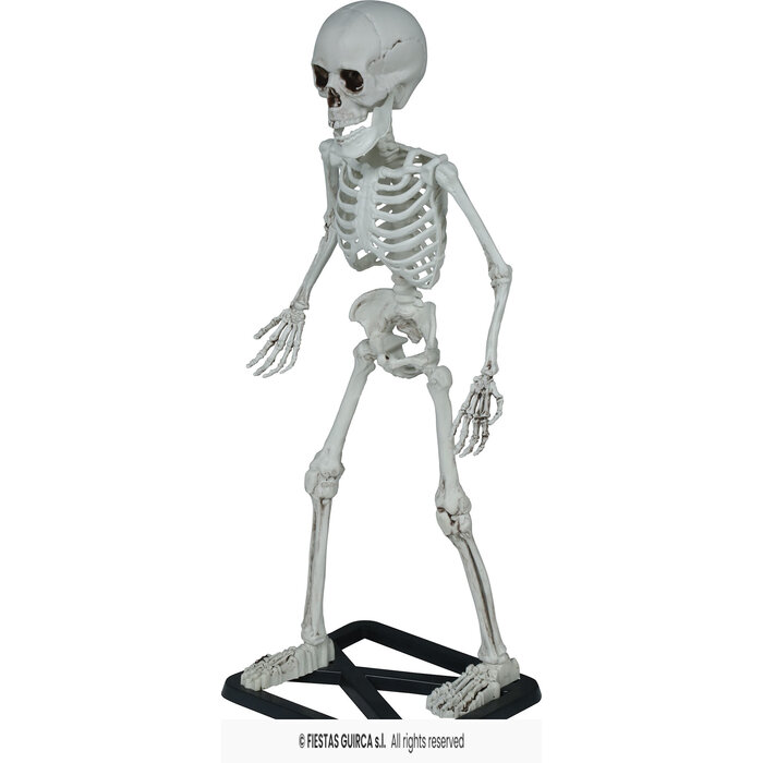 Skelet staand 55 cm