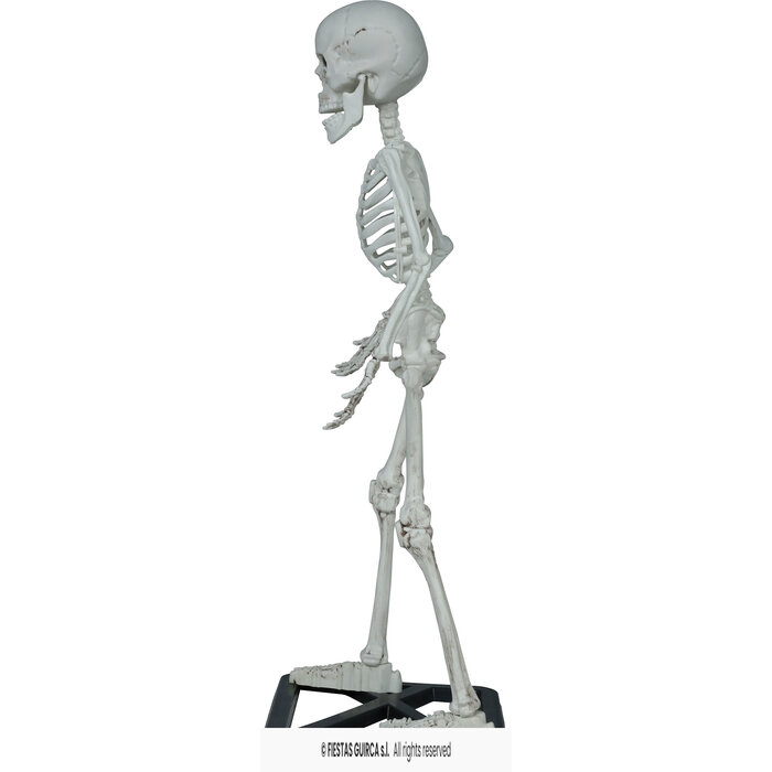 Skelet staand 55 cm