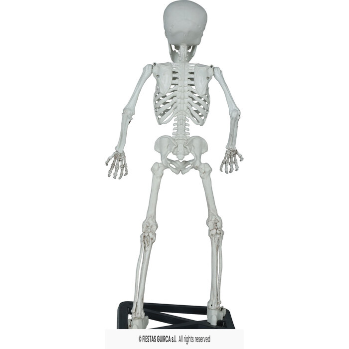 Skelet staand 55 cm