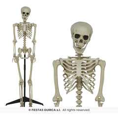 skelet met staander 155 cm