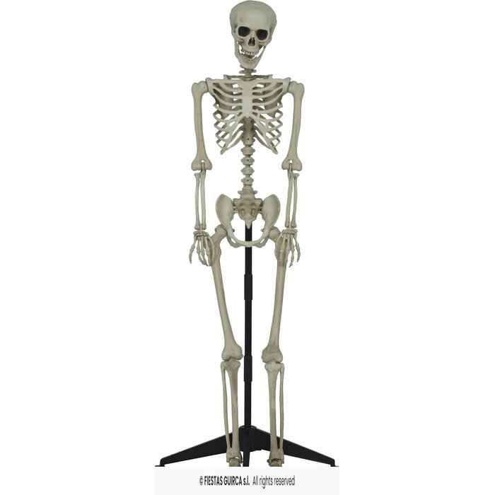 skelet met staander 155 cm