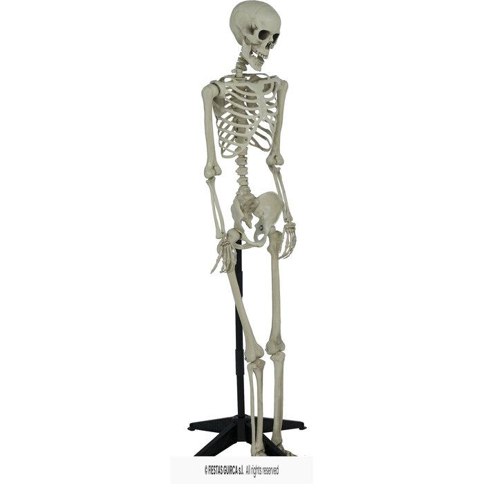 skelet met staander 155 cm