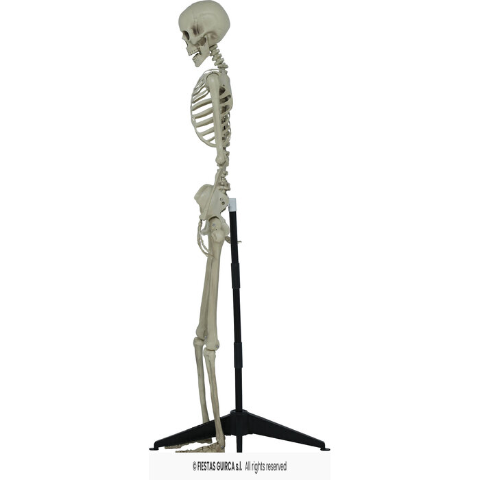 skelet met staander 155 cm
