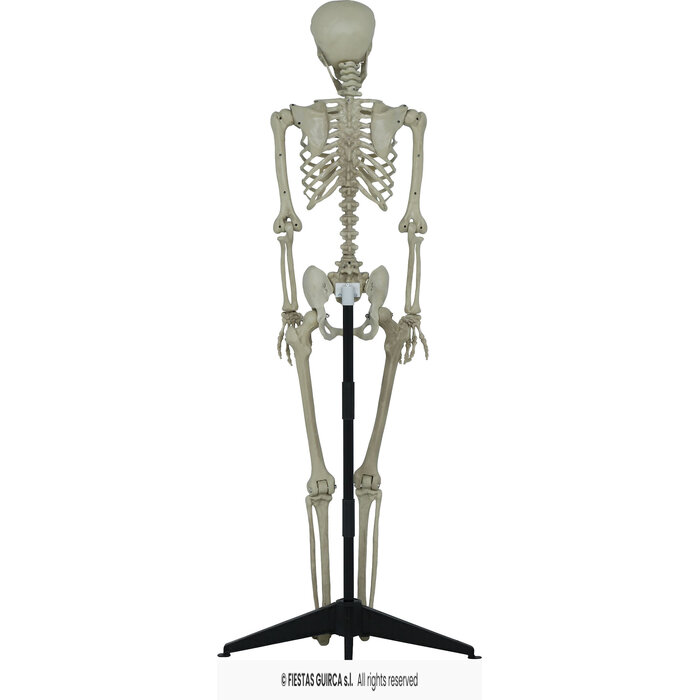 skelet met staander 155 cm