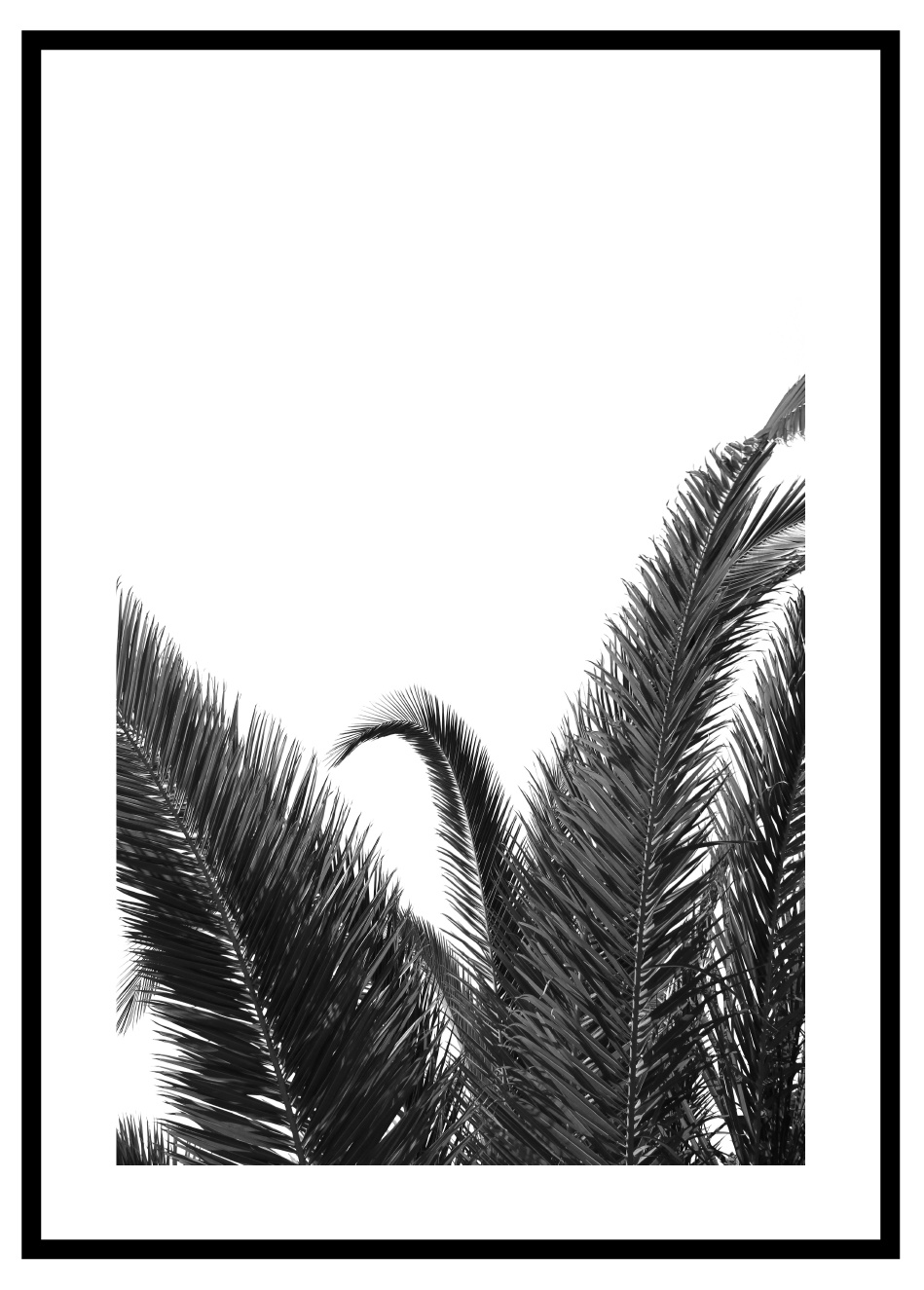 Ongekend Palm Blad Zwart Wit Poster - Minimalistic Wall Art EF-57