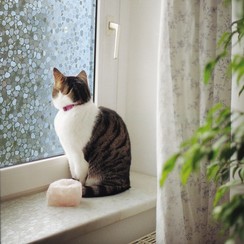 Raamfolie statisch-anti inkijk-GLC-1084