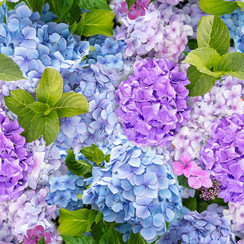 Tablecloth-Tablecloth Hortensia 140x250 cm