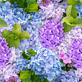 Oilcloth hydrangea