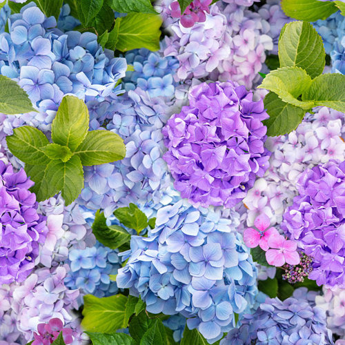 Oilcloth hydrangea