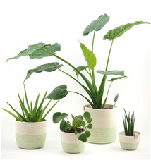 Planter Ecru/Lichtgroen