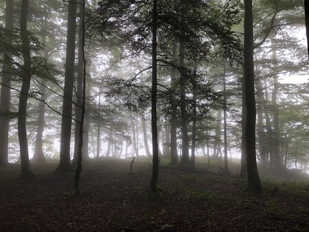 Aus dem Nebel