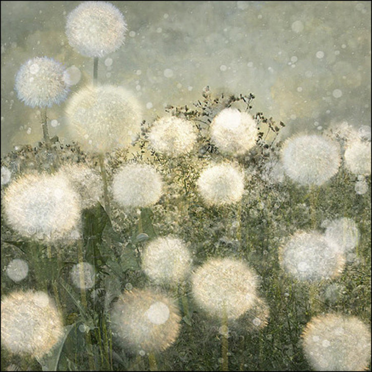 Art Revisited Sympathy - mapje met 8 kaarten Saskia Boelsums