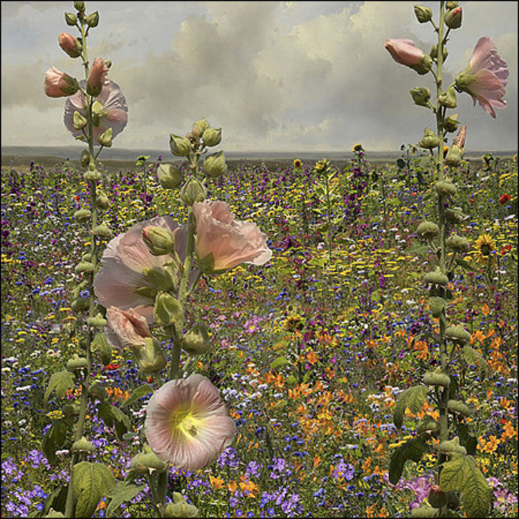 Art Revisited Wildflowers - mapje met 8 kaarten Saskia Boelsums