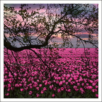 Art Revisited Saskia Boelsums - landscape #63