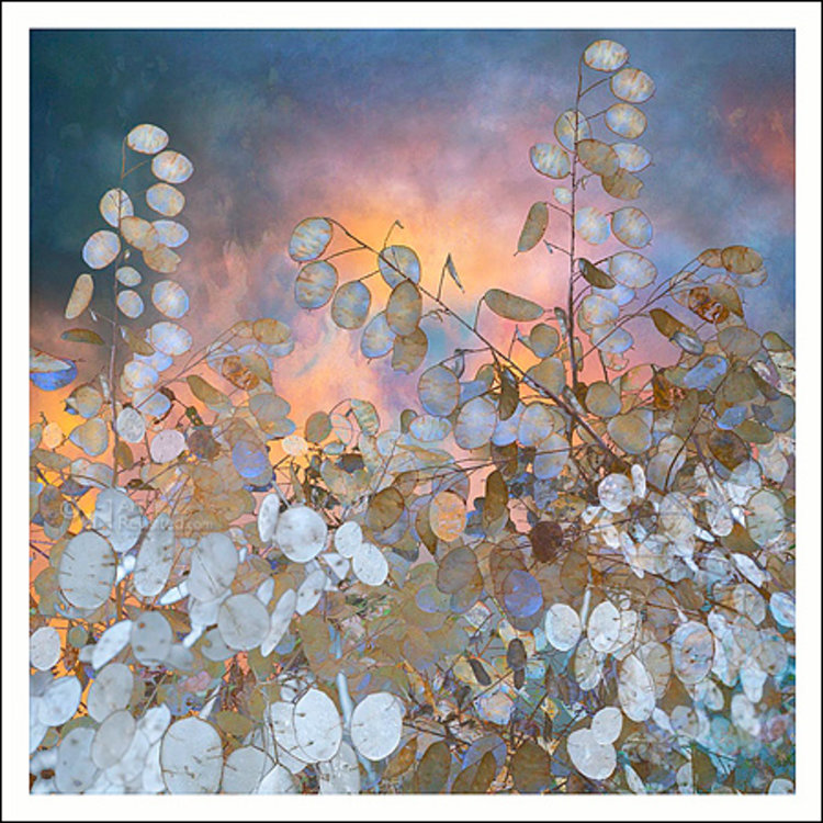 Art Revisited kunstkaart Saskia Boelsums - landscape flowers #11