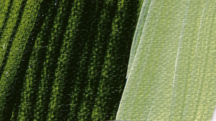 Schmincke 560 sap green - Akademie acryl tube 60ml