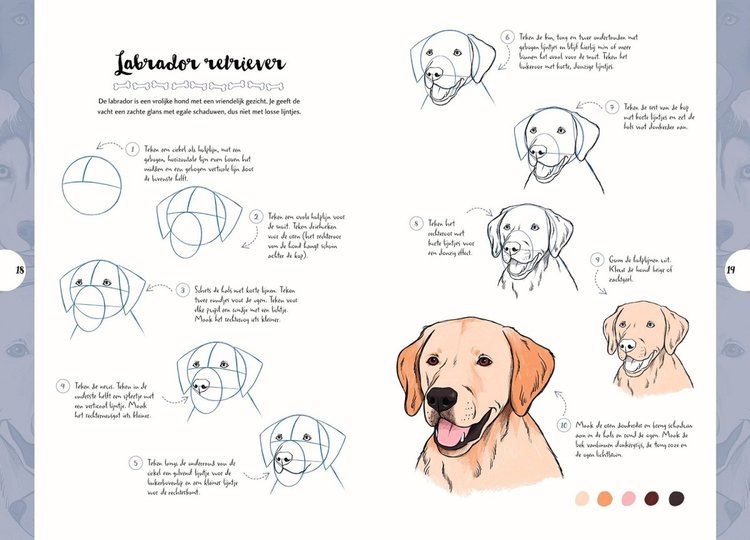 Librero honden tekenen in 10 stappen - Justine Lecouffe