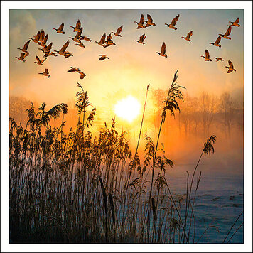 Art Revisited Saskia Boelsums - landscape #242