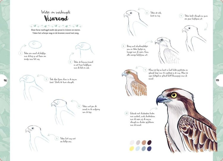 Librero vogels tekenen in 10 stappen  - Justine Lecouffe