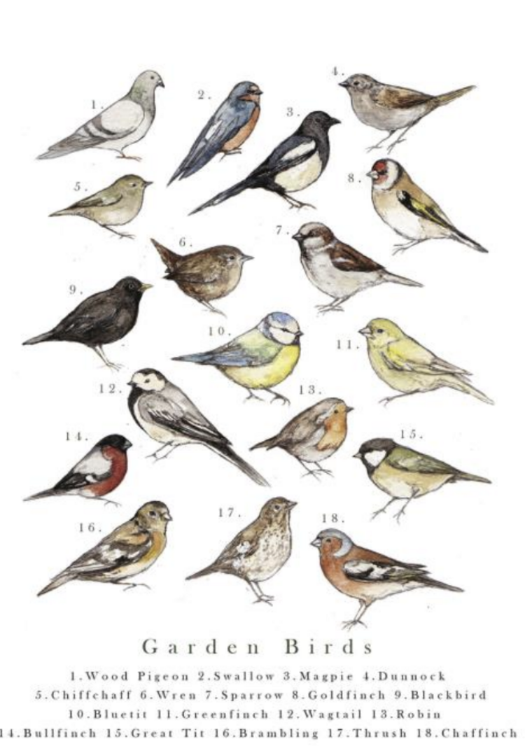 ART group wenskaarten - vogels / vinders (10)