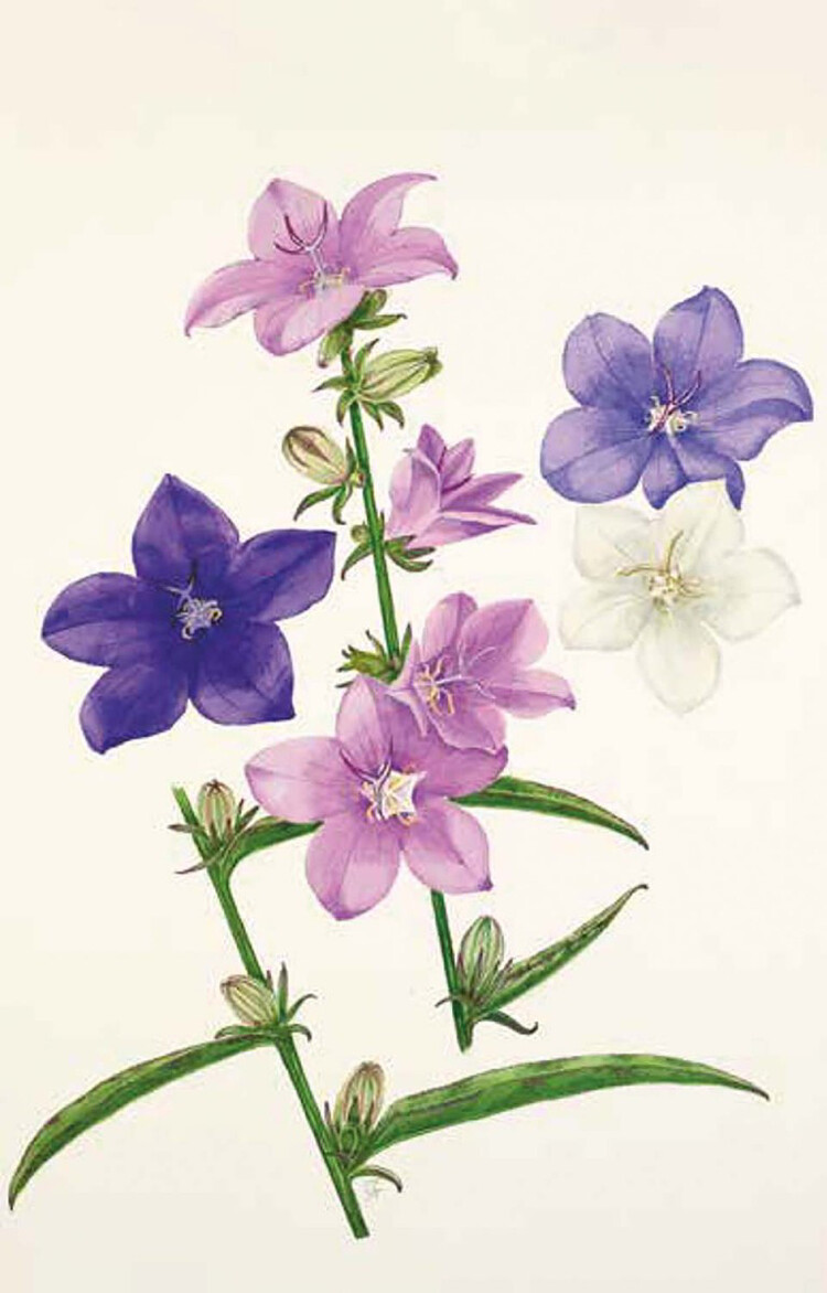 100 bloemen RHS wenskaarten