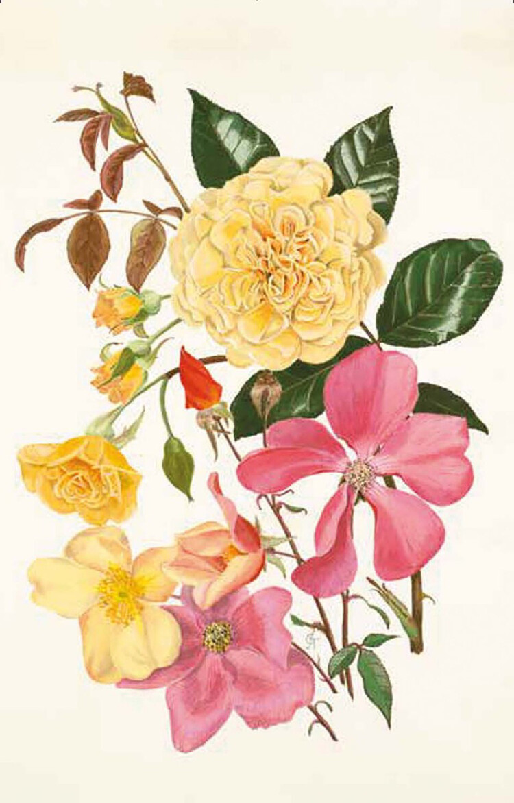 100 bloemen RHS wenskaarten