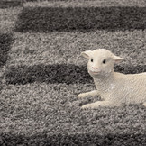 Tapijtenloods Gala Shaggy vloerkleed Grijs Hoogpolig