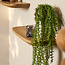 Starfurn Wandplank Gusta Naturel | 60 cm | Set van 3