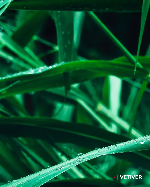 Kiton Kiton Parfum UPARF010208 Riva Fiorita