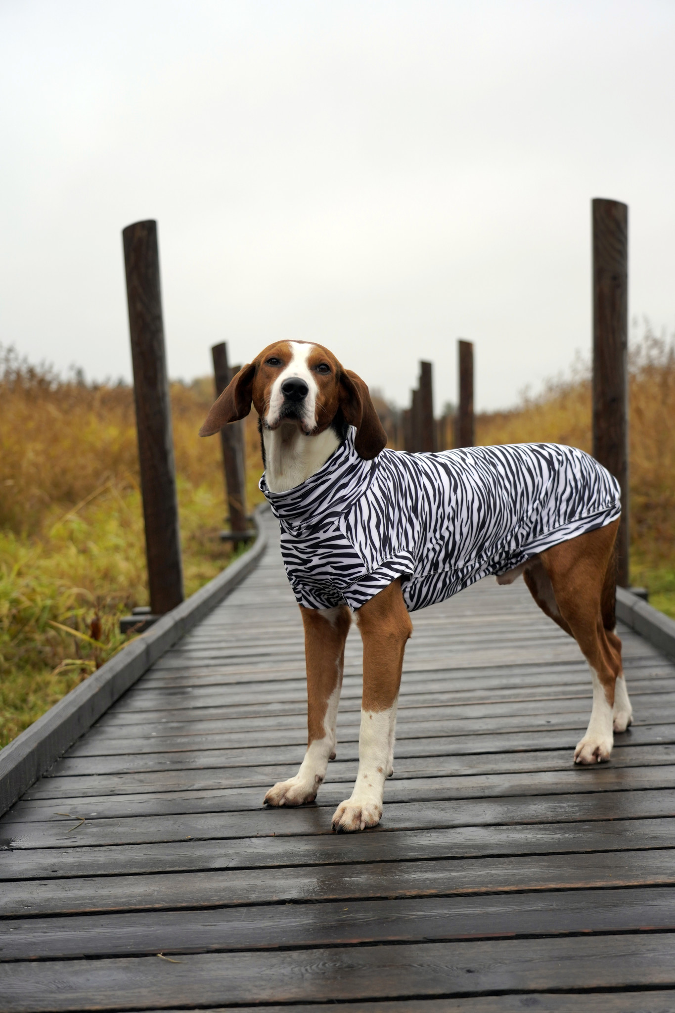 Business Insider chose UV & Bug Shirt as best protective dog