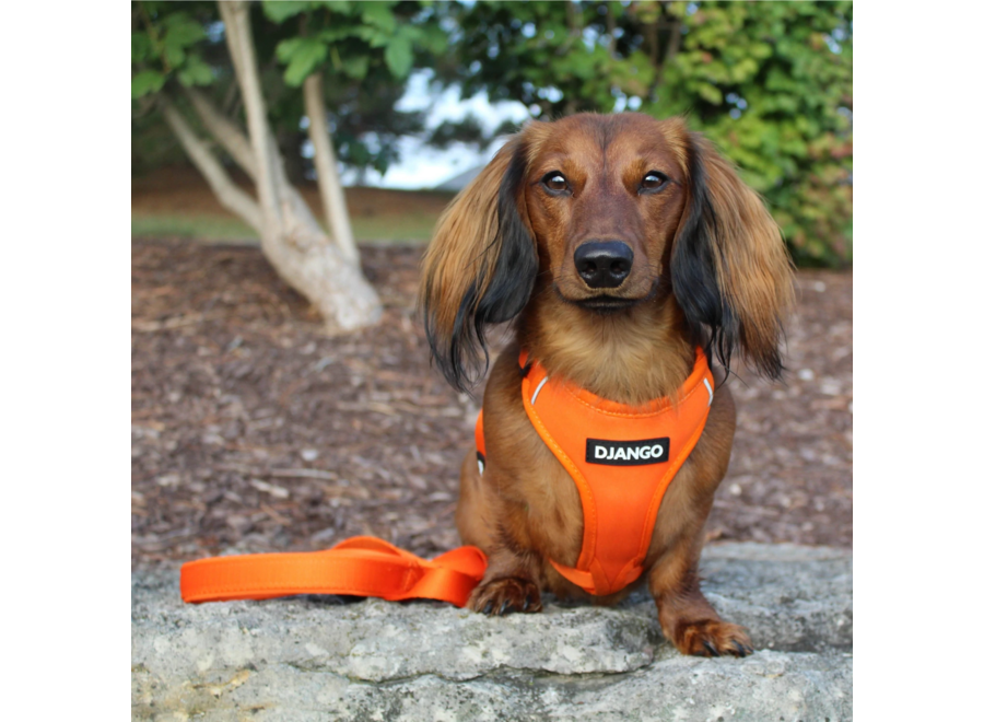 Adventure Harness Sunset Orange