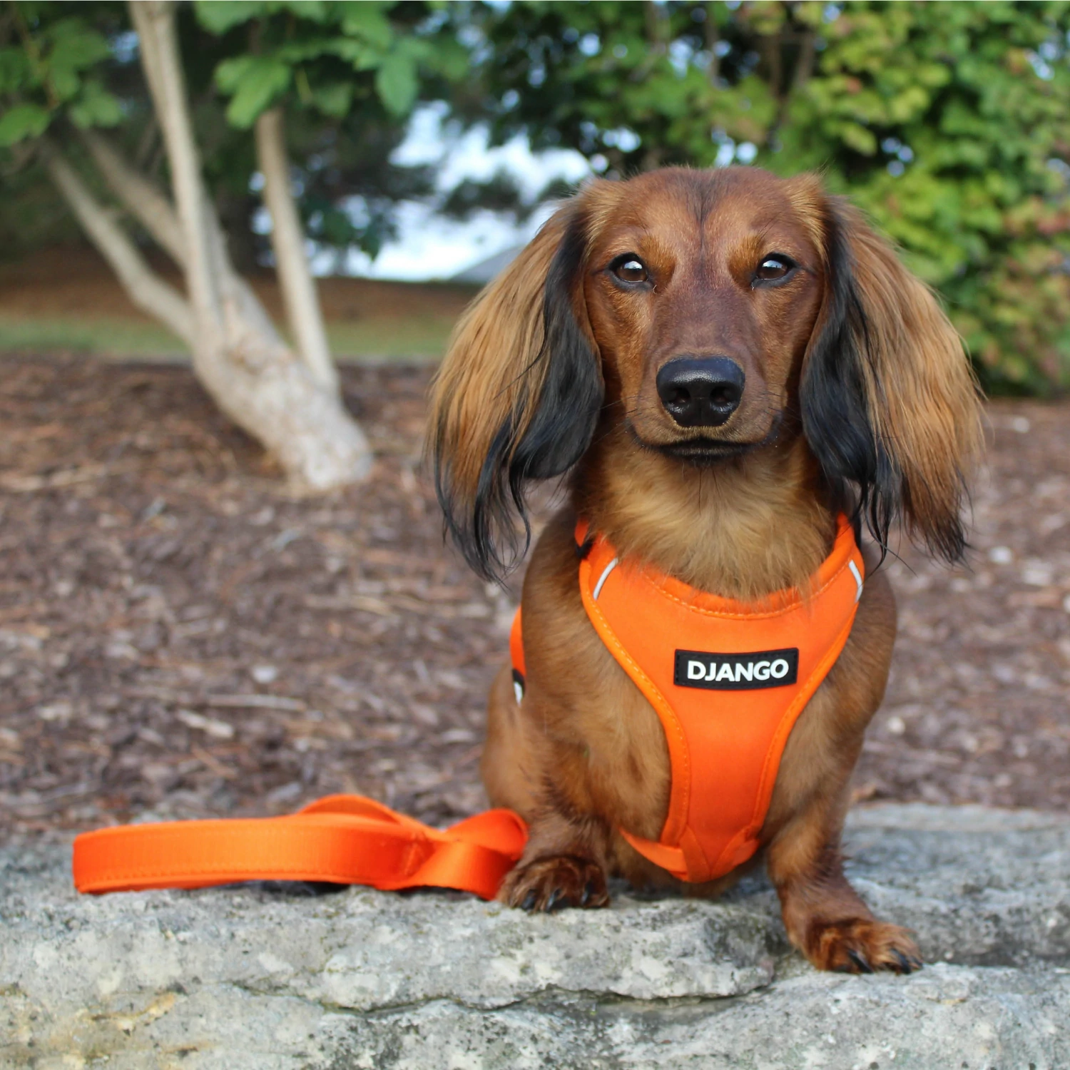 IDC Neoprene Waterproof Dog Vest -All Weather Vest