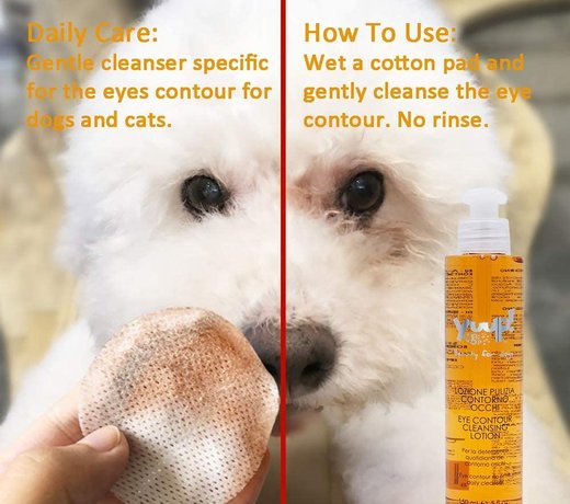 Cleaning eyes and ears with the best products for dogs and cats