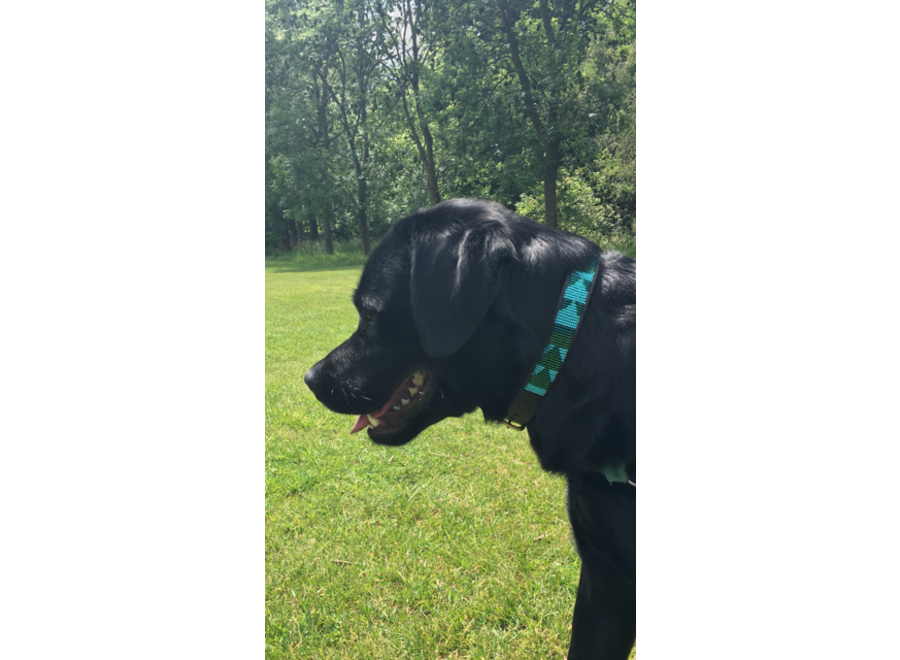 Beaded Dog collar Little Guilia